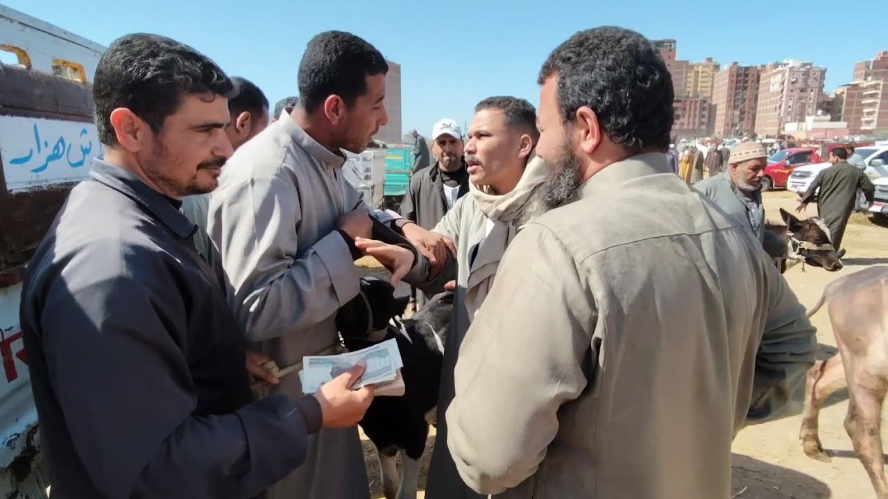 مشتريات المربين والتجار (سوق كفر الشيخ)٢٠٢٥/٤/١٦