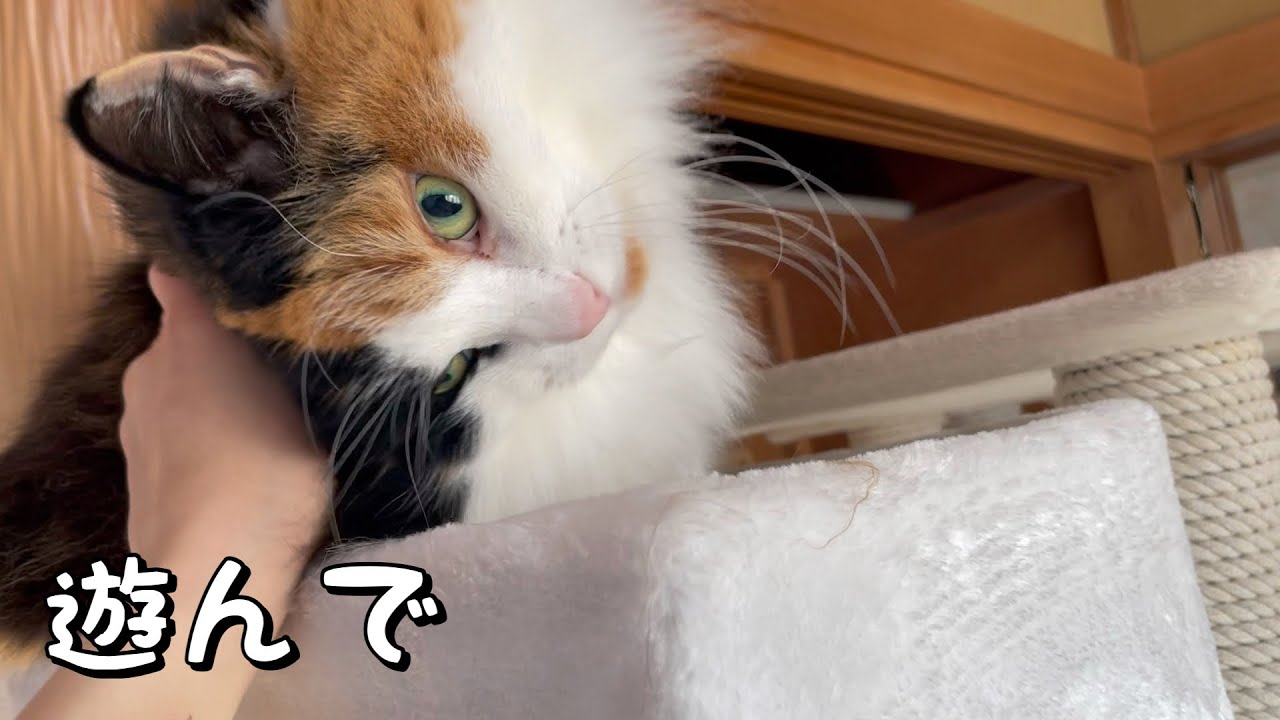 キャットタワーの猫に癒された日【ノルウェージャンフォレストキャット】