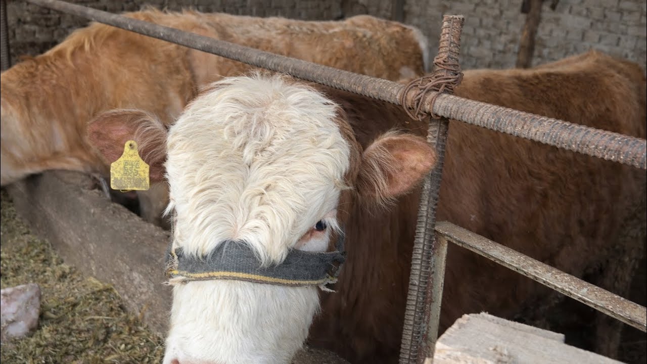 MOL BOQISH SIRLARI VA QAYSI USULDA YAXSHI O’ZGARADI. sho’rxa/kunjara/kepak/silos/ #chorvador 