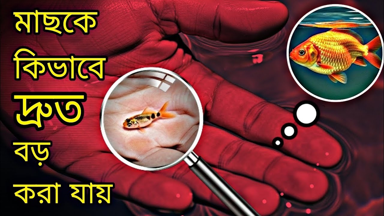 মাছ দ্রুত বড় করার সহজ ট্রিকস (How to Grow Fish Fast) Aquarium Fish Fast Growth Tips