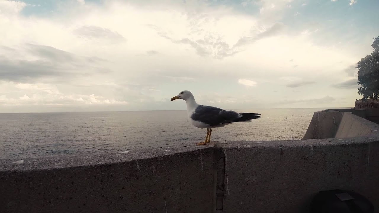 Seagull - Monaco - Interrail Tour - check: Tripandtech channel