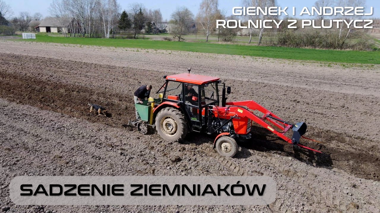 Sadzenie ziemniaków u Gienka i Andrzeja Rolnicy z Podlasia ursus 360