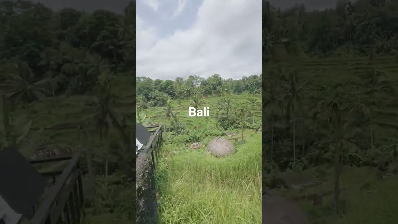 Rice terrace Bali Dji osmo nano #dji #osmonano #riceterraces #bali #riceterrace