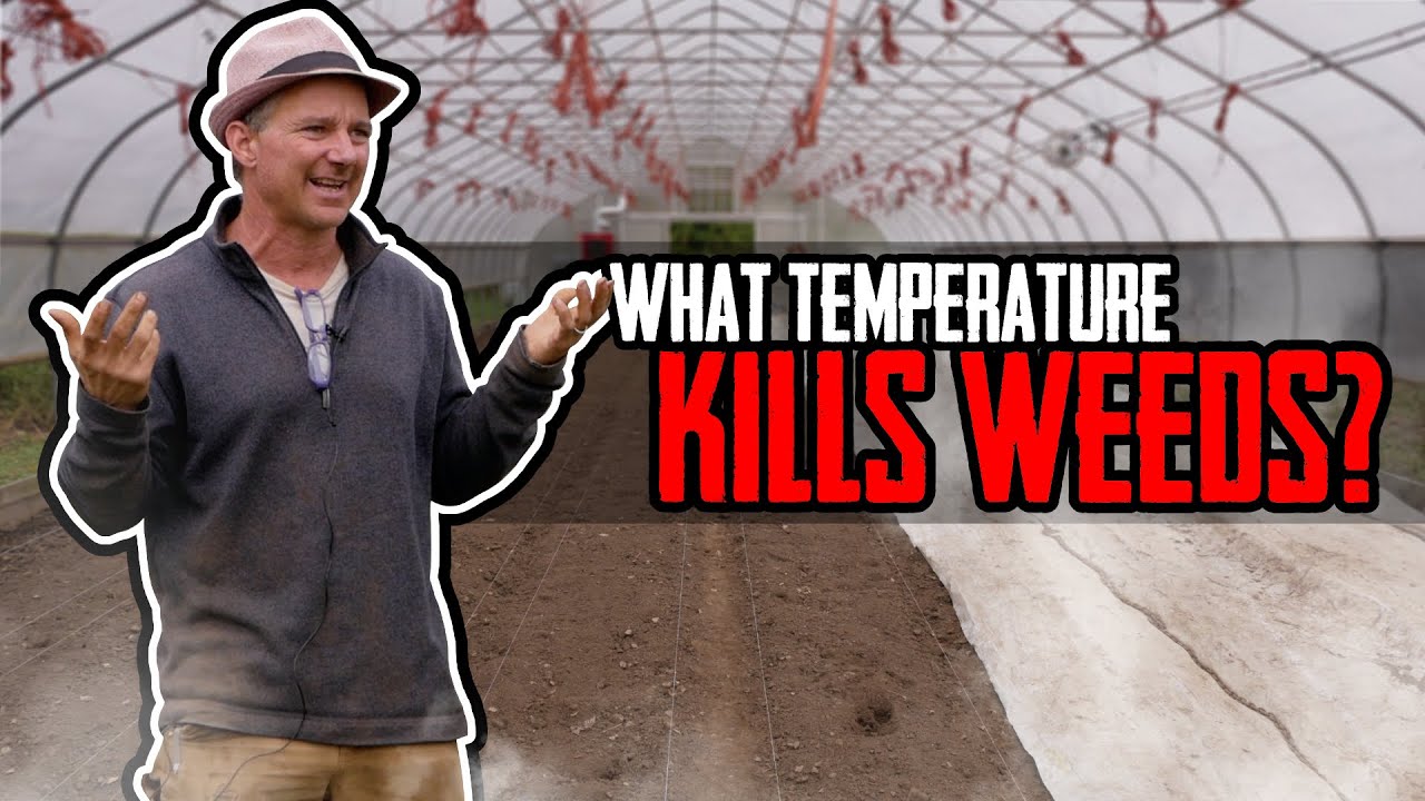 How long should you STEAM your greenhouse soil?