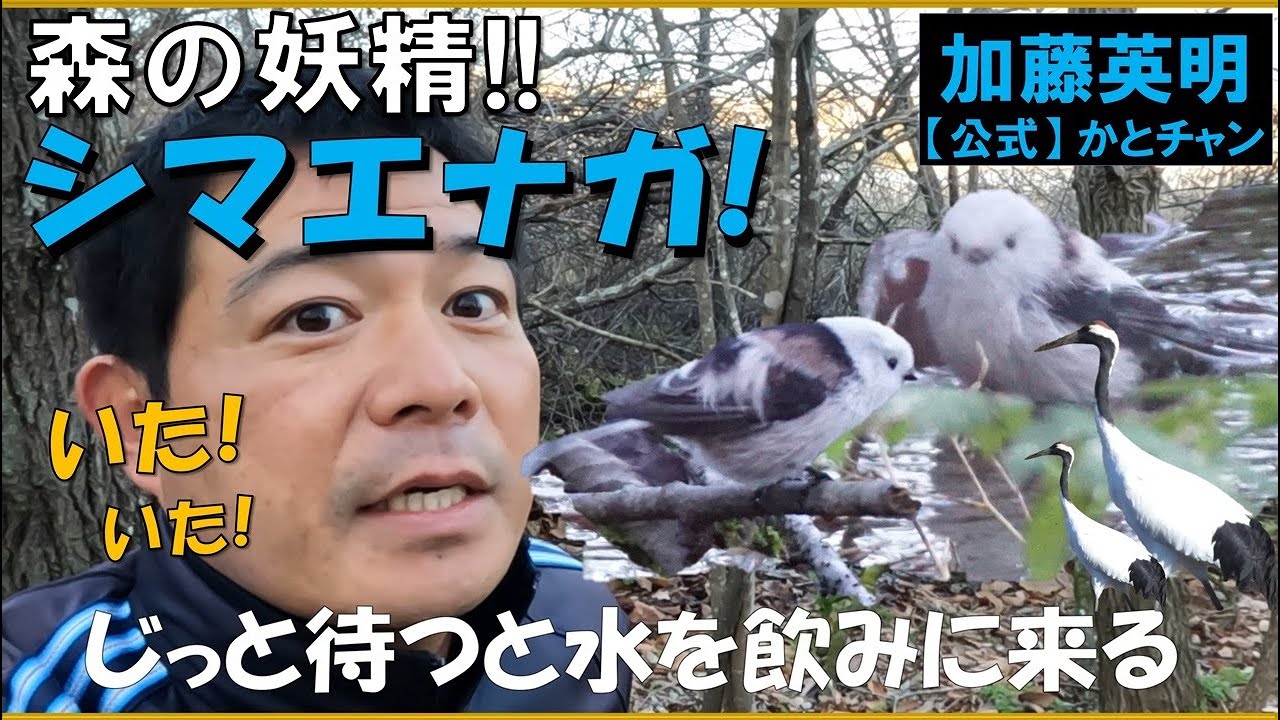 シマエナガに会おう！森の妖精シマエナガ！北海道！釧路市、春採湖！さらにタンチョウも！鶴見台、鶴居村でぜひ！安全です。観察のマナーも大切！A. caudatus ≫ 加藤英明【公式】かとチャン