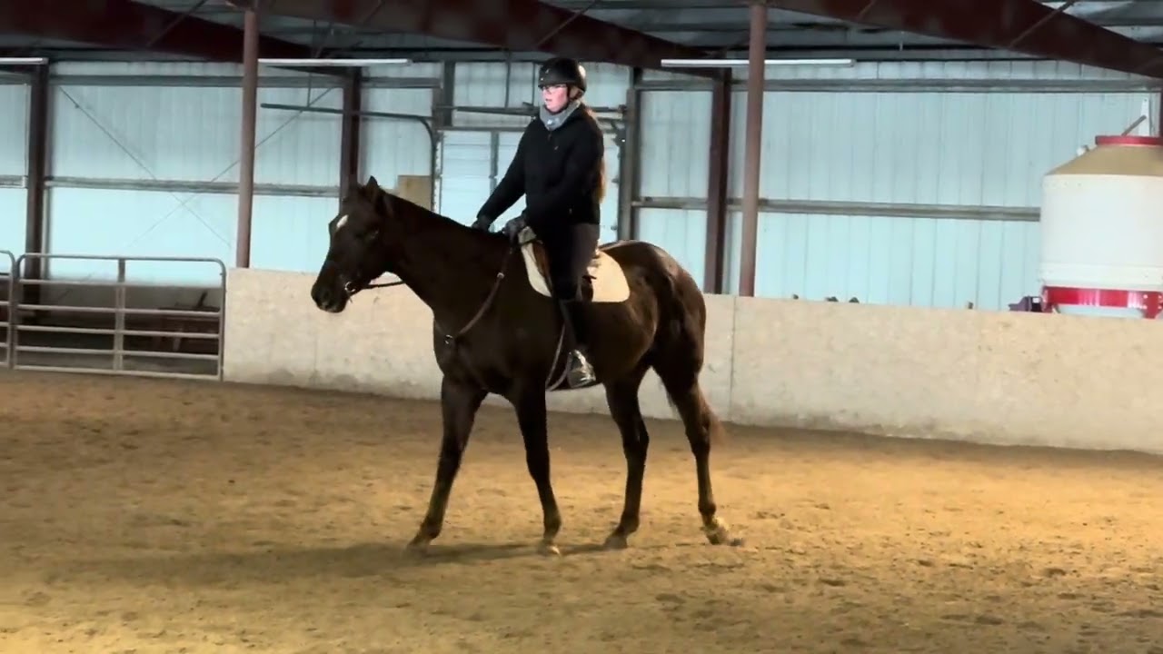 Make Me (W/T/C) Adoptable Thoroughbred Gelding, New Vocations 