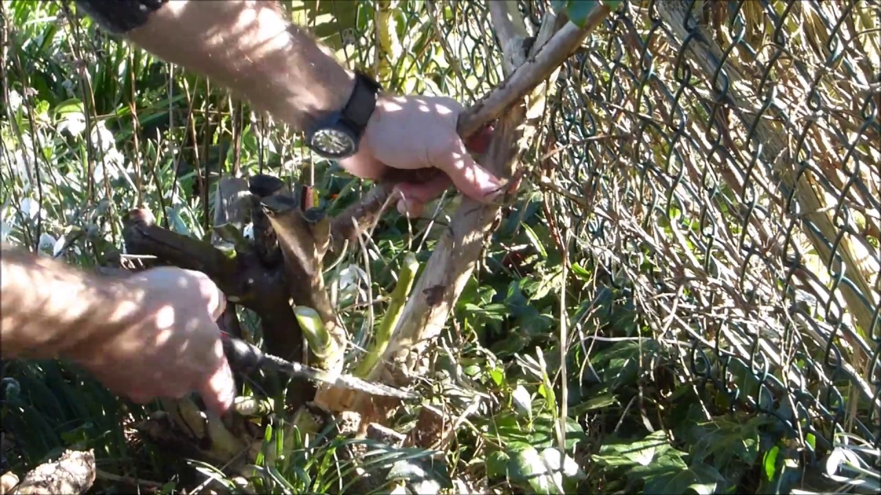 How to prune Cornus alba Dogwood