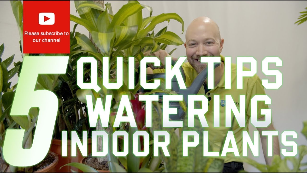 5 Quick tips on watering your indoor plants