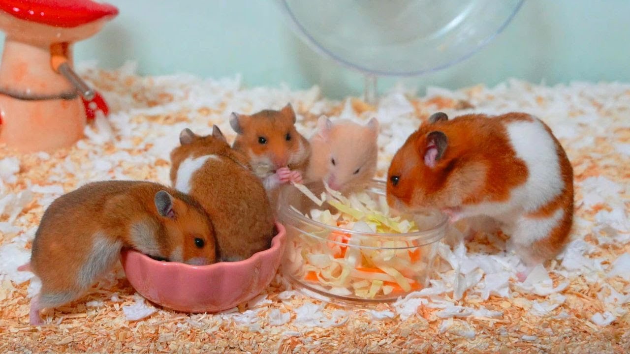 ワチャワチャが止まらん子ハムスターｗｗｗ“Day 26: Baby Hamsters Can’t Stop the Chaos!”