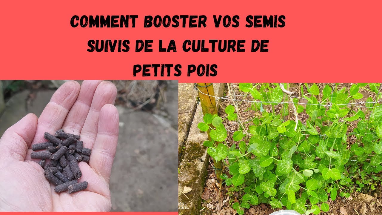 Suivis des petits pois et comment booster vos semis