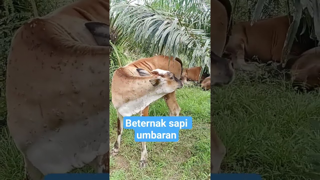 #pengembalasapi#beternak sapi umbaran