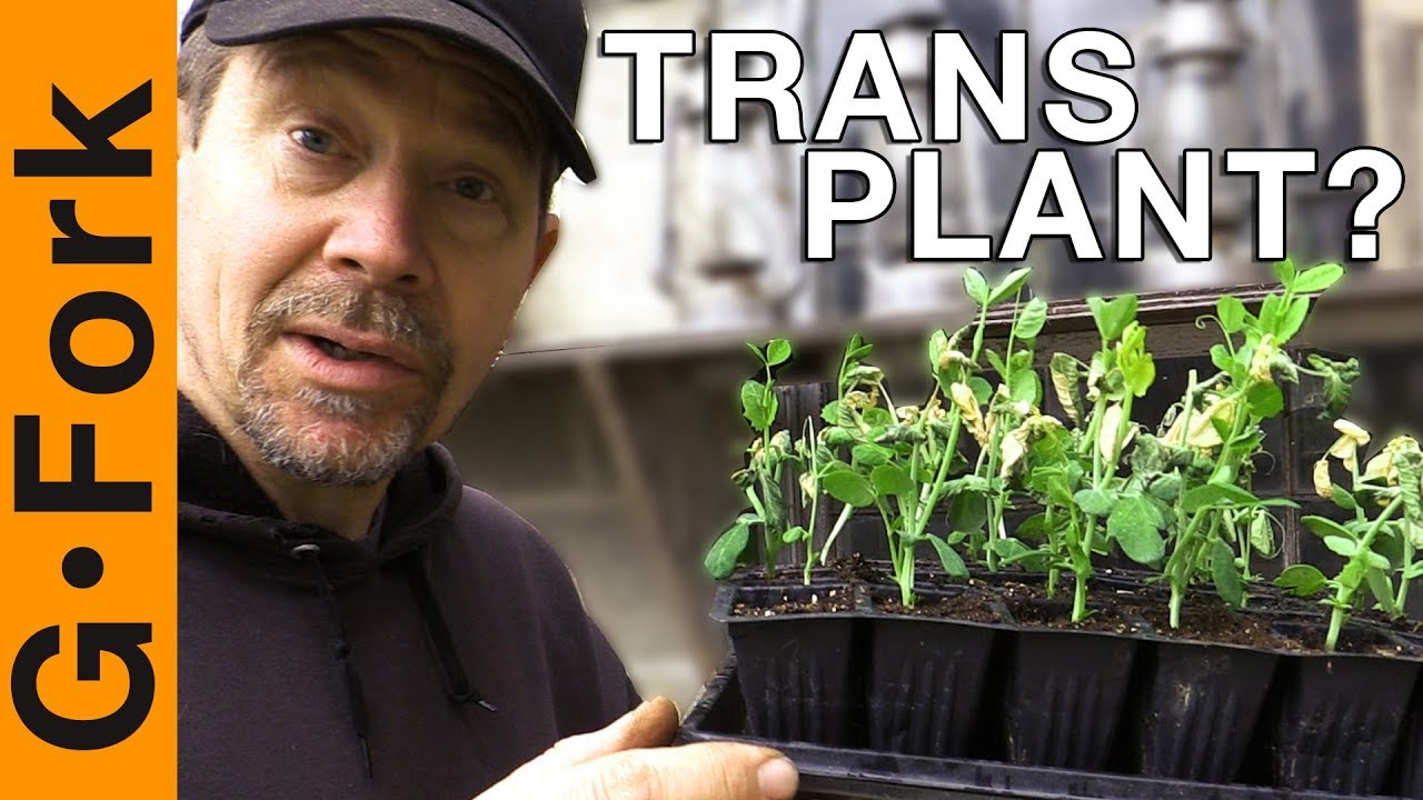 Can You Transplant Peas? Let's See