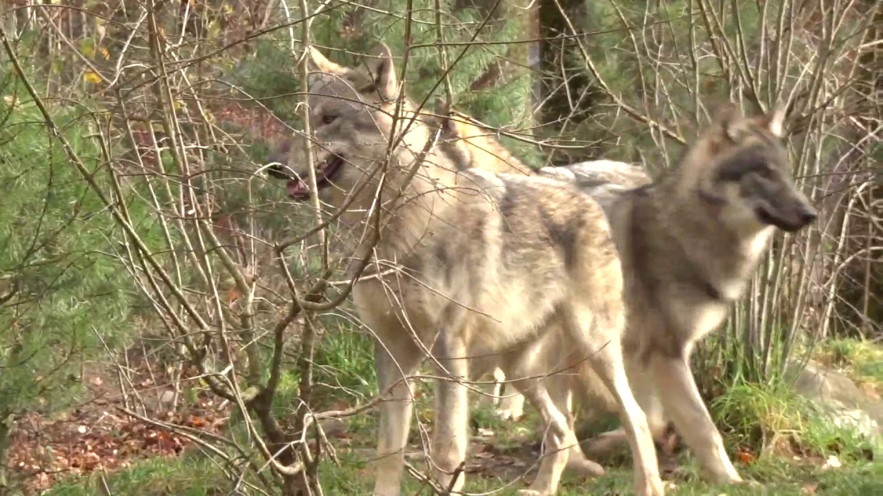 Das Berner Wolfsrudel erobert die Bärenanlage im Dählhölzli
