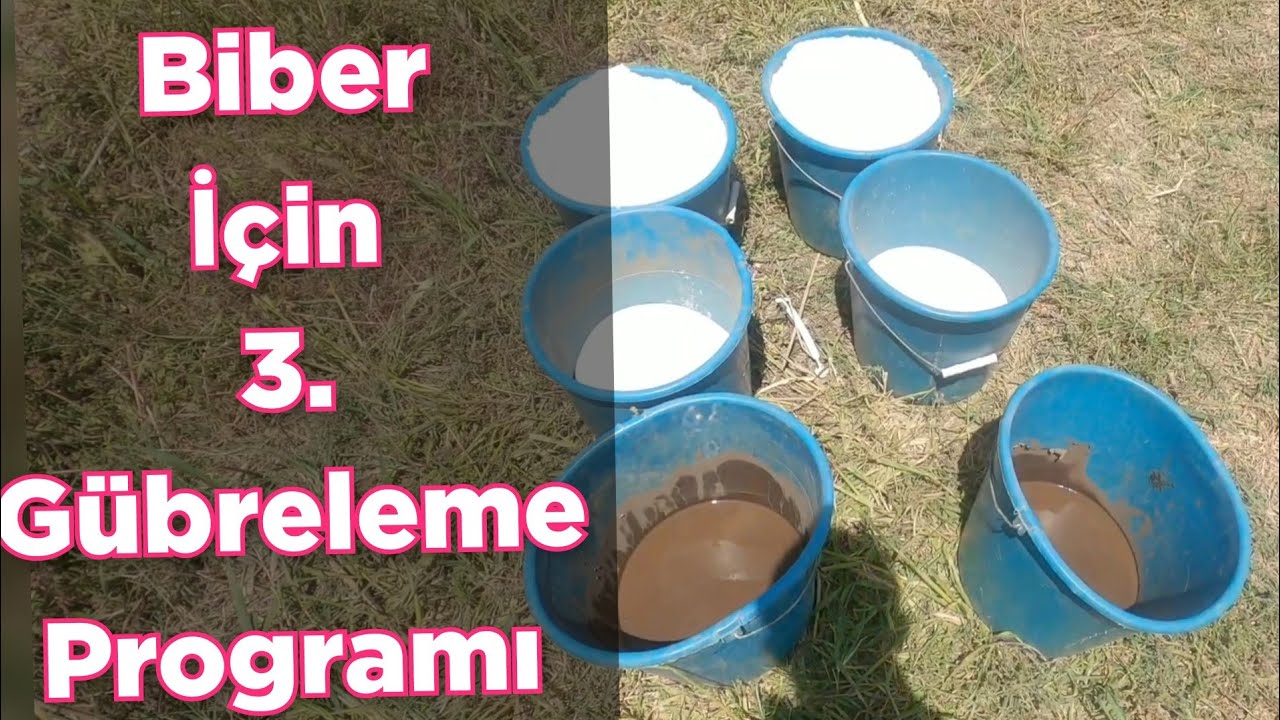 Biber 3. gübreleme proğramı Biber gübreleme serisi