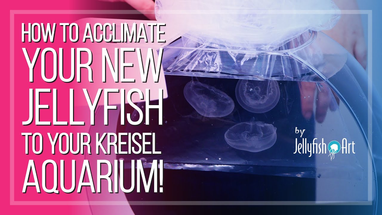 HOW TO ACCLIMATE YOUR NEW JELLYFISH TO YOUR KREISEL AQUARIUM. A SIMPLE GUIDE BY JELLYFISH ART.