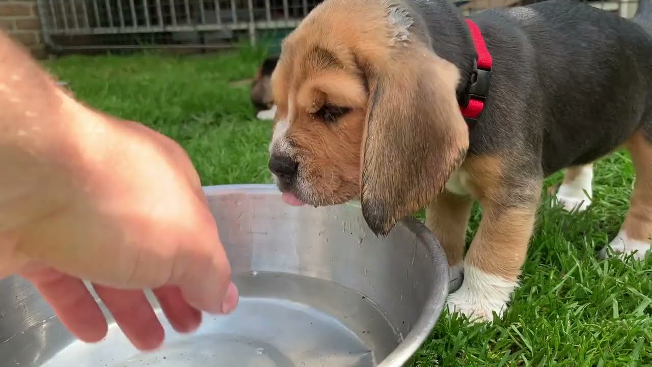 Funny Beagle Puppy playing with Mommy & Friends