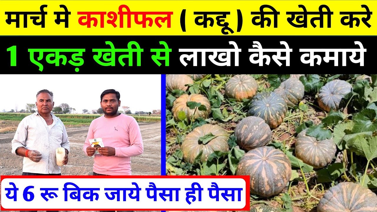 काशीफल ( Pumpkin ) की खेती कैसे करे || pumpkin ki kheti kaise kre || kaddu ki kheti kaise kre #kaddu