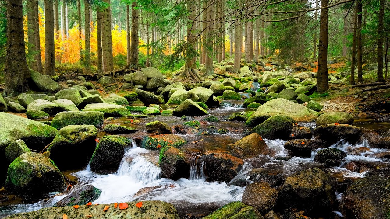 4k Mountain Creek In A Forest. Relaxing Water Sounds. 4k Nature Landscape. River Sounds for Sleep.