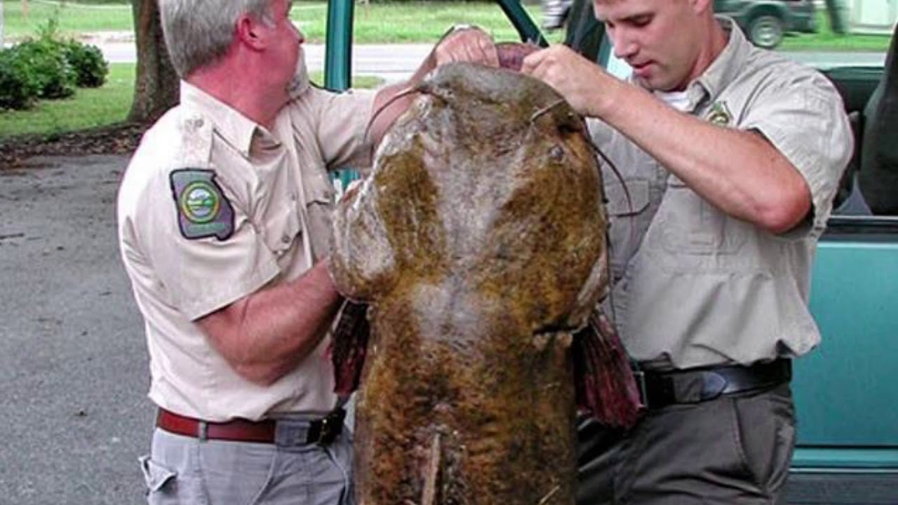 Biggest Flathead Catfish in the world