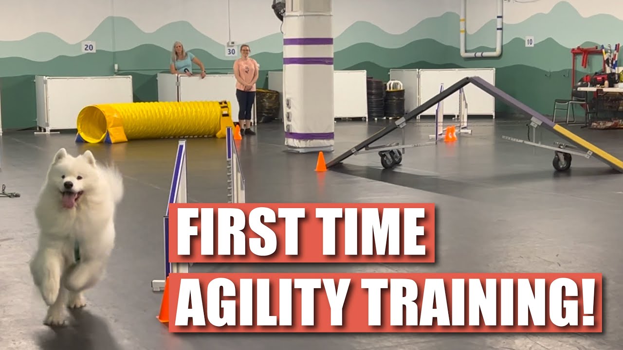 Teaching Our Samoyed Agility for the First Time | Dog Training