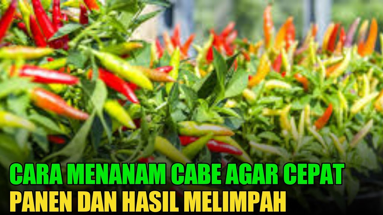 CARA MENANAM CABE RAWIT AGAR BERBUAH LEBAT _ BUDIDAYA CABE RAWIT AGAR BERBUAH LEBAT