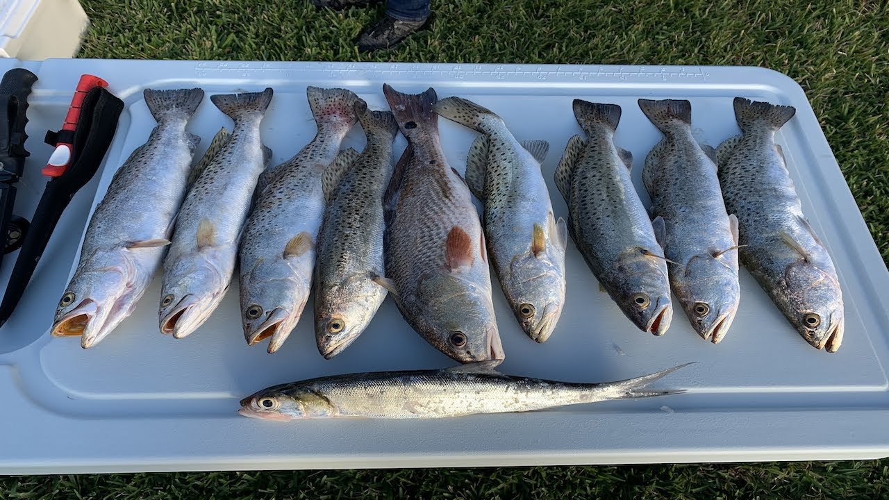 First trip fishing Flamingo in Everglades National Park - Backcountry (Trout and Redfish)