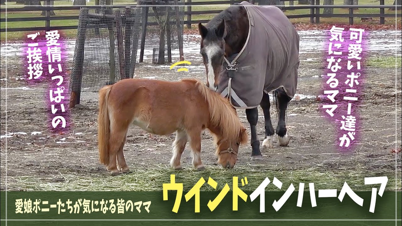 【ウインドインハーヘア】今年も寒さの堪える時期が来るけど、大好きなポニー達と一緒に乗り切るママ