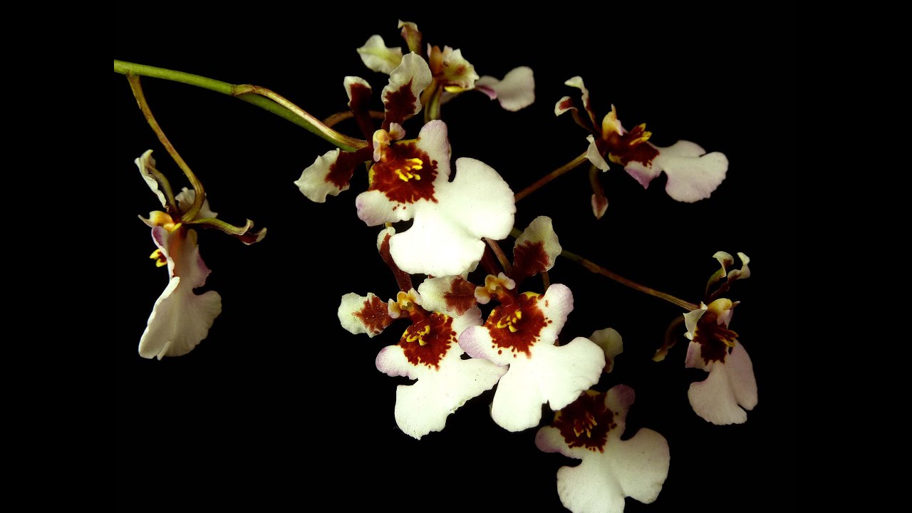 Oncidium – parte 04 – Tolumnia e seu cultivo - Carlos Keller – dezembro de 2020