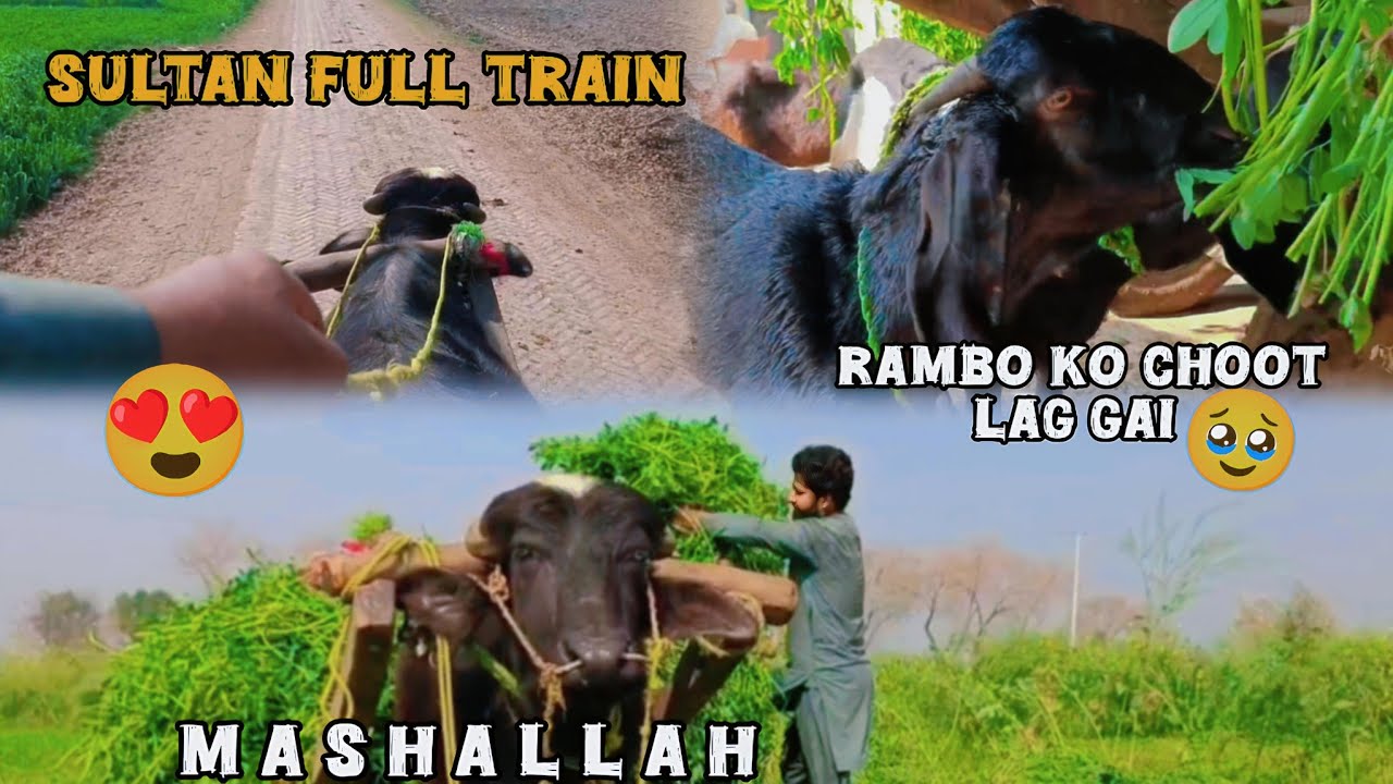 Mashallah Sultan full train ho gaya 😍 | Rambo ko choot lag gai 🥲
