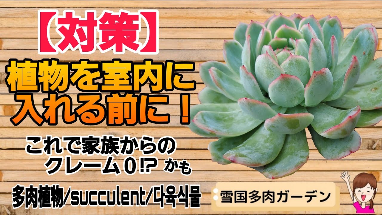 【コバエ】植物を室内に入れる前にやりたい対策！2025年11月13日 #雪国で育てる多肉 #冬支度 ＃室内対策