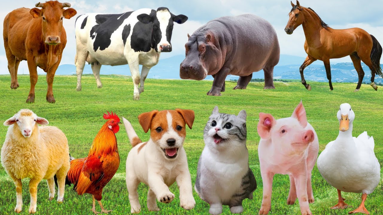 🌿 Khi Đồng Quê Rộn Ràng Giai Điệu – Gà, Bò, Chó & Mèo Tạo Nên Bản Nhạc Đáng Yêu | FarmAnimals 🐶😺🐔🐮