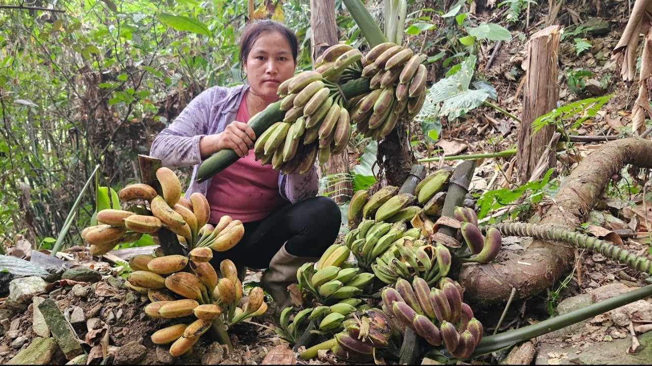 Harvest dried banana fruits to make medicine.