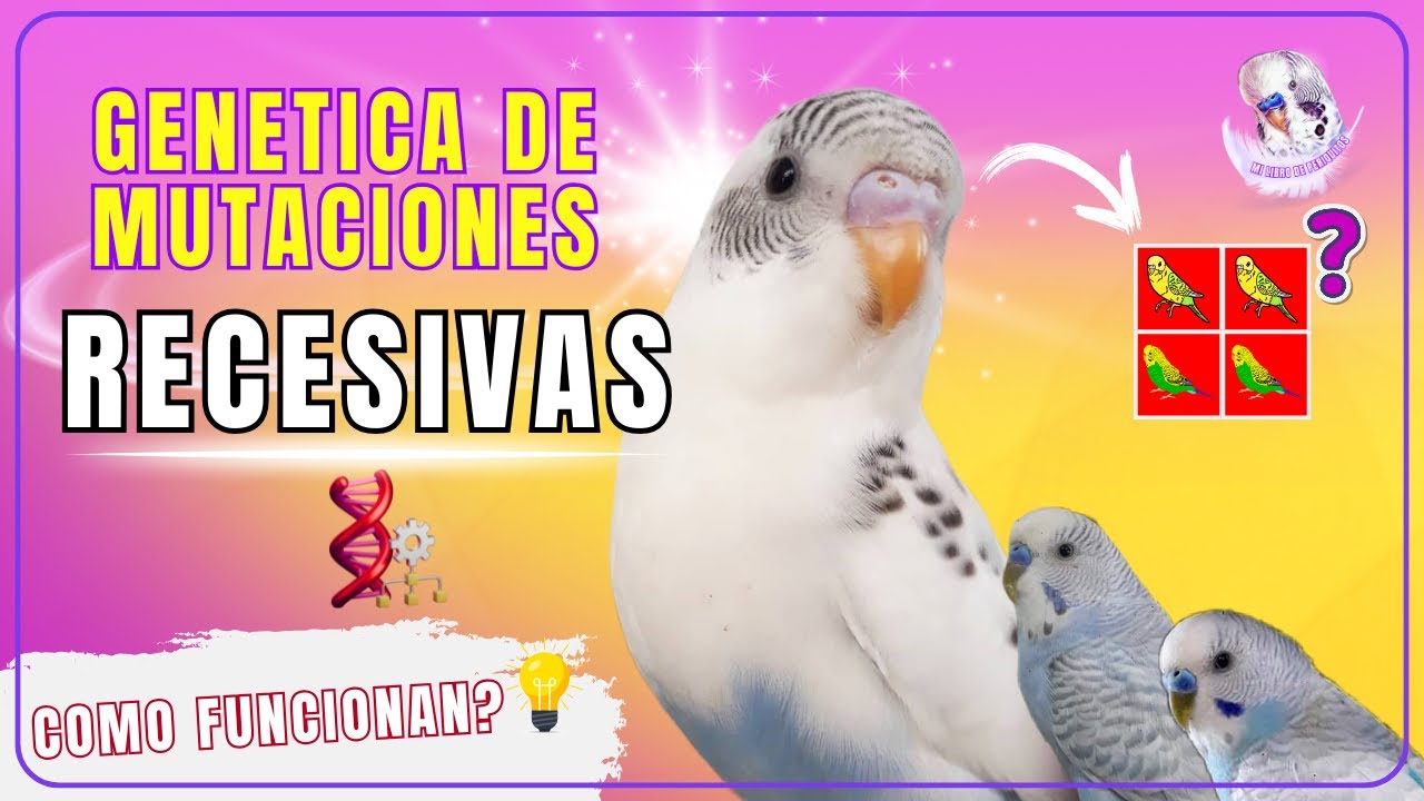 ¿Cómo se heredan las mutaciones recesivas? 🧬 | Explicado con ejemplo real en periquitos