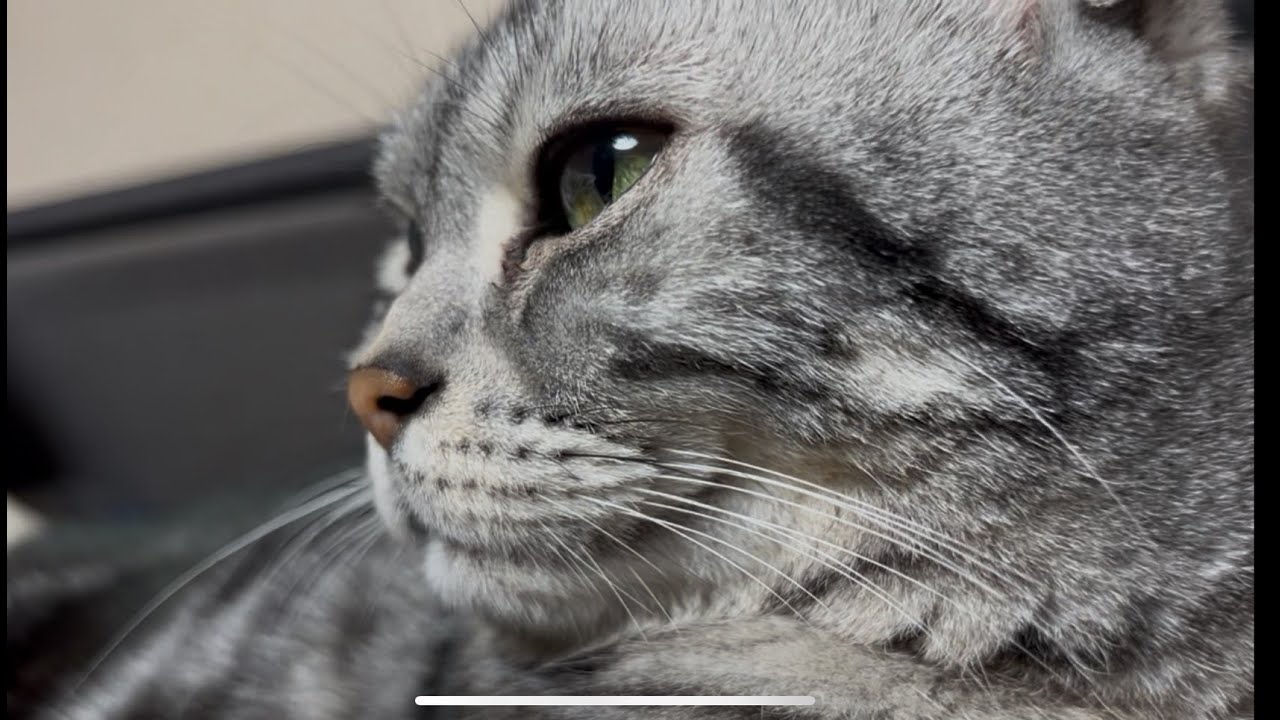 美人猫を彼氏目線でお届けします(A cute cat from boyfriend)