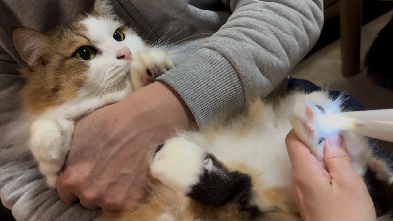 肉球を丸出しにされて文句タラタラな猫