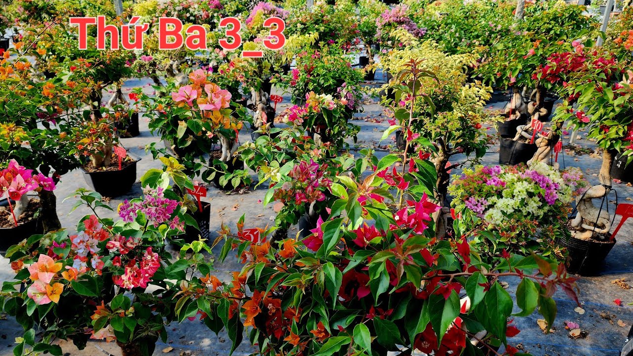 Thứ 3_3_3_2026 hoa giấy nhiều màu Chào bán ☎️0842 611 244. CTMT 
