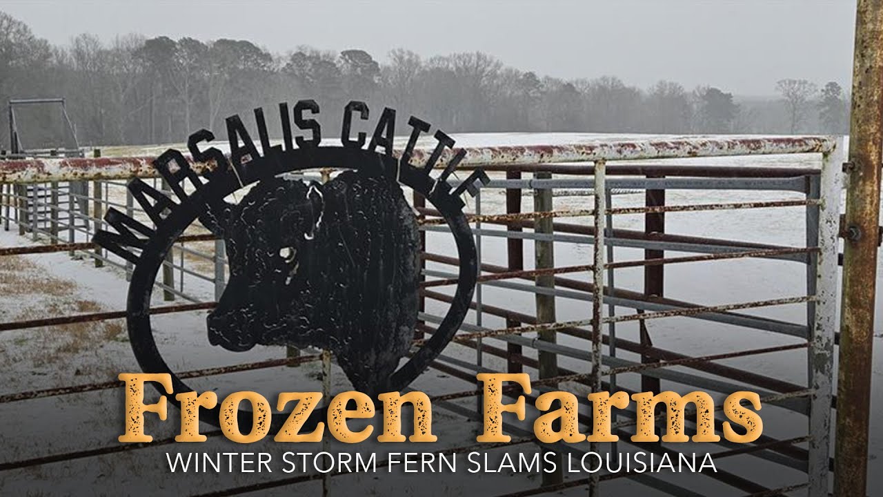 Braving the Freeze on a North Louisiana Cattle Farm