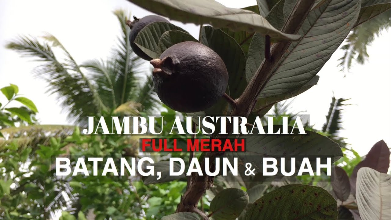 nekad! jambu biji australia turun cangkok usia baru 3 minggu? || resikonya tinggi