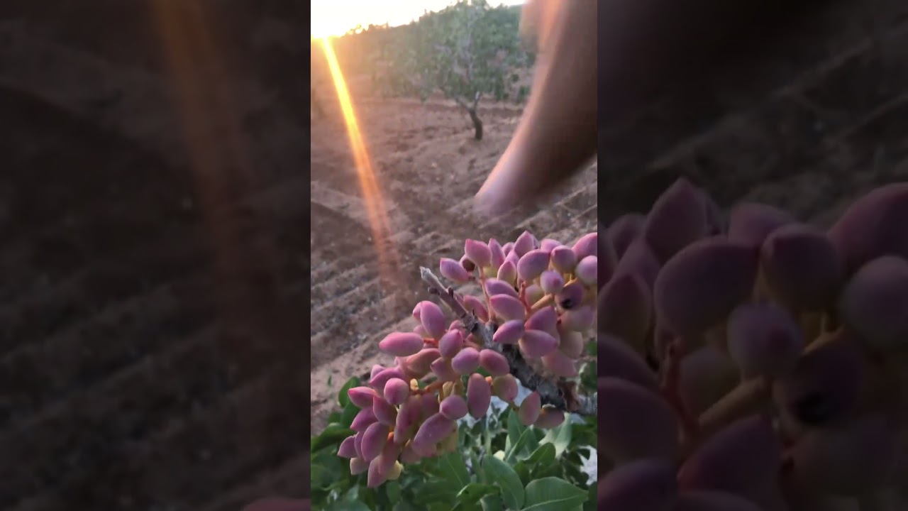 Yeşil altın Antep fıstığı nasıl toplanır, b&ouml;yle toplanır