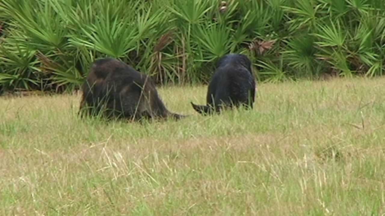 Trophy Boar Hunt | Hog Hunting