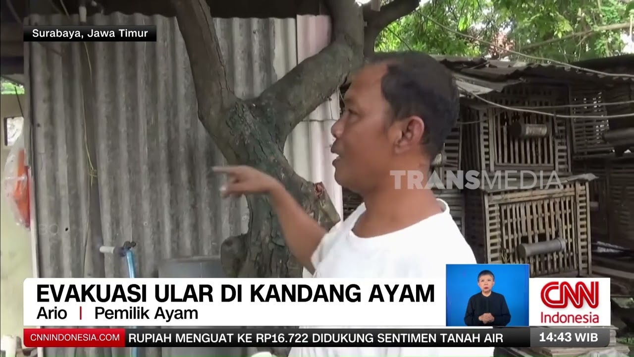 Ular Sanca 3 Meter Di Pemakaman | REDAKSI (29/01/26)