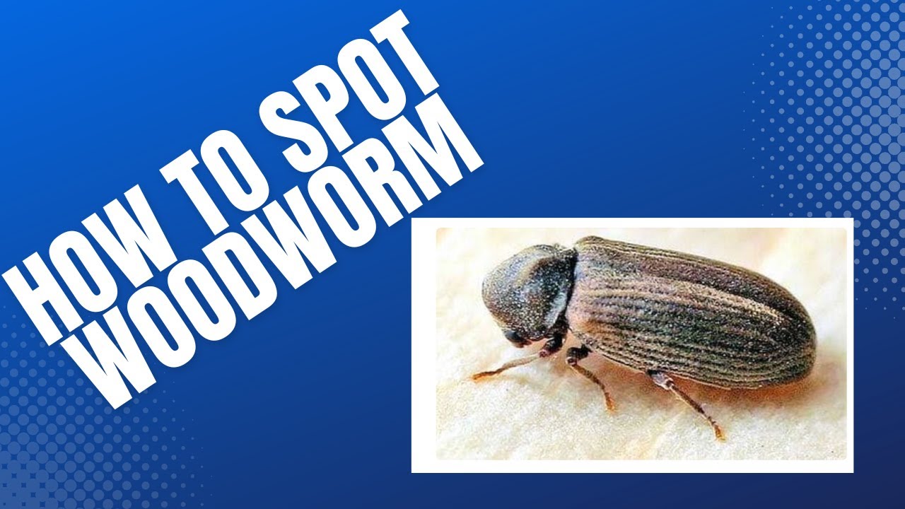 5 Ways to Spot Woodworm in Your Home