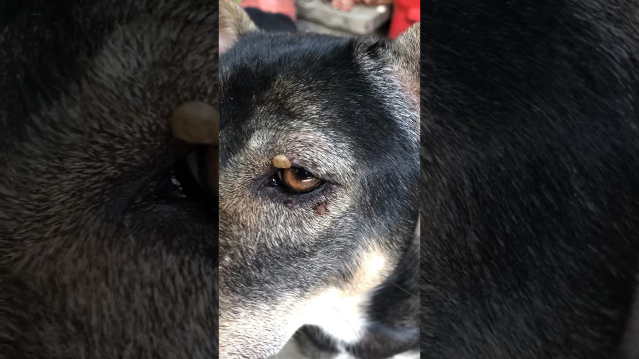 OMG, Big Ticks😱😱🥶#shortvideo #tick #trending #ticksdog #removetick #rescuedog #dog