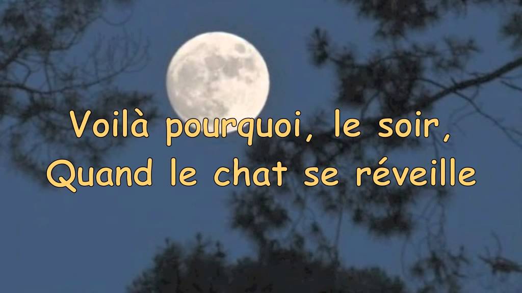 Le chat et le soleil