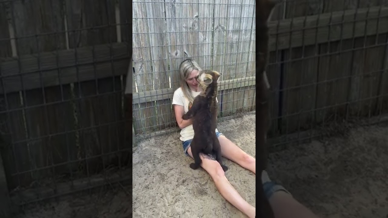Woman is playing with a three-month-old hyena pup!