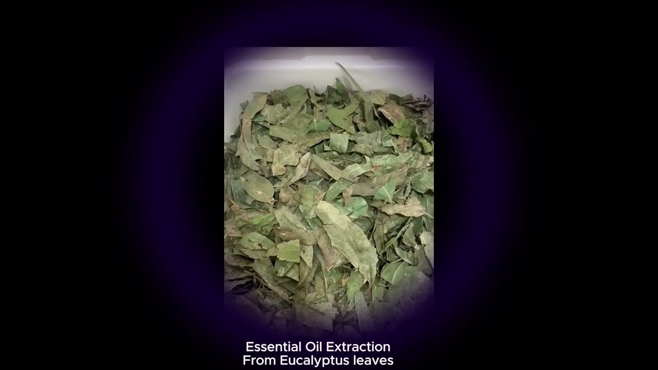 Essential Oil Extraction From Eucalyptus leaves