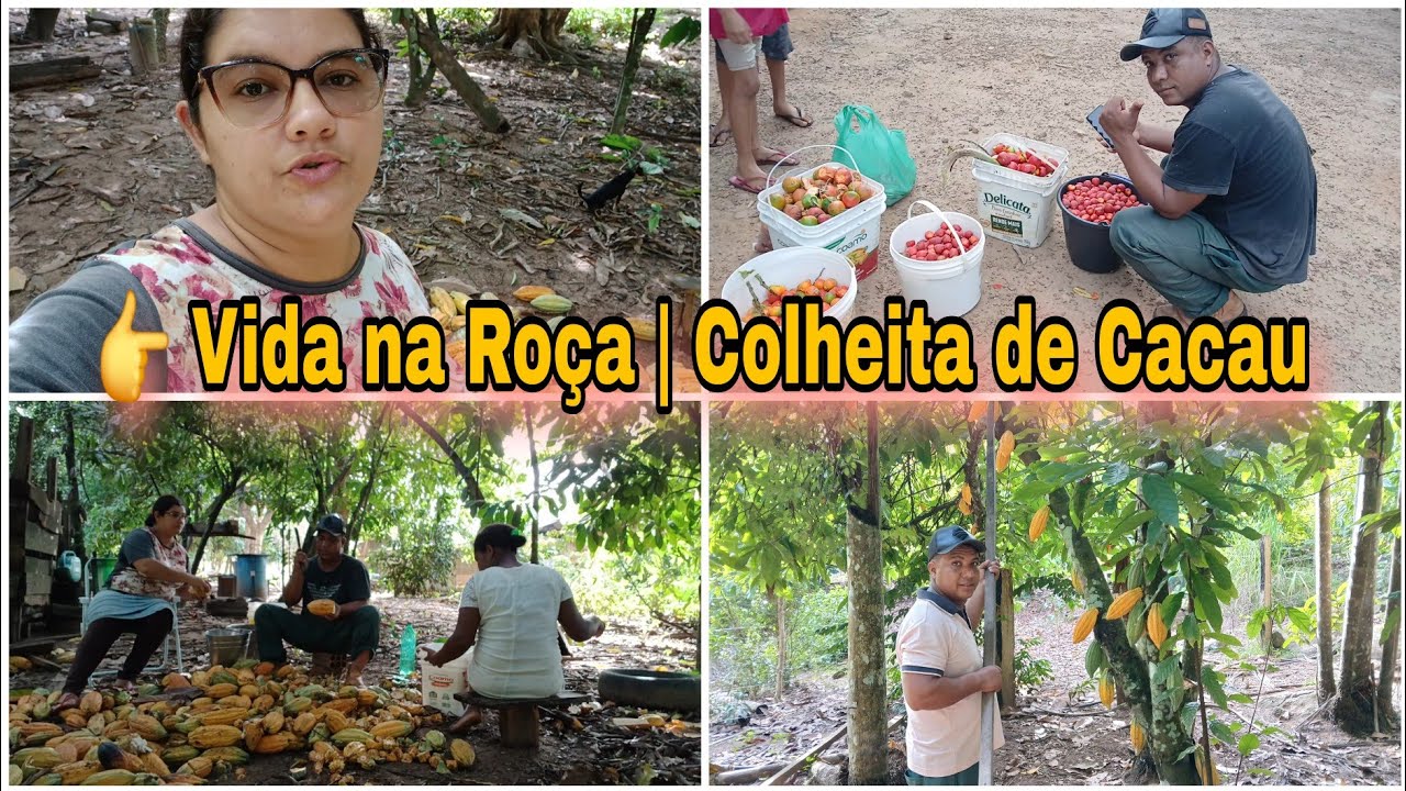 👉 Um Dia de Rotina na Roça 🌾 | Colheita de Cacau e Vida Simples no Campo