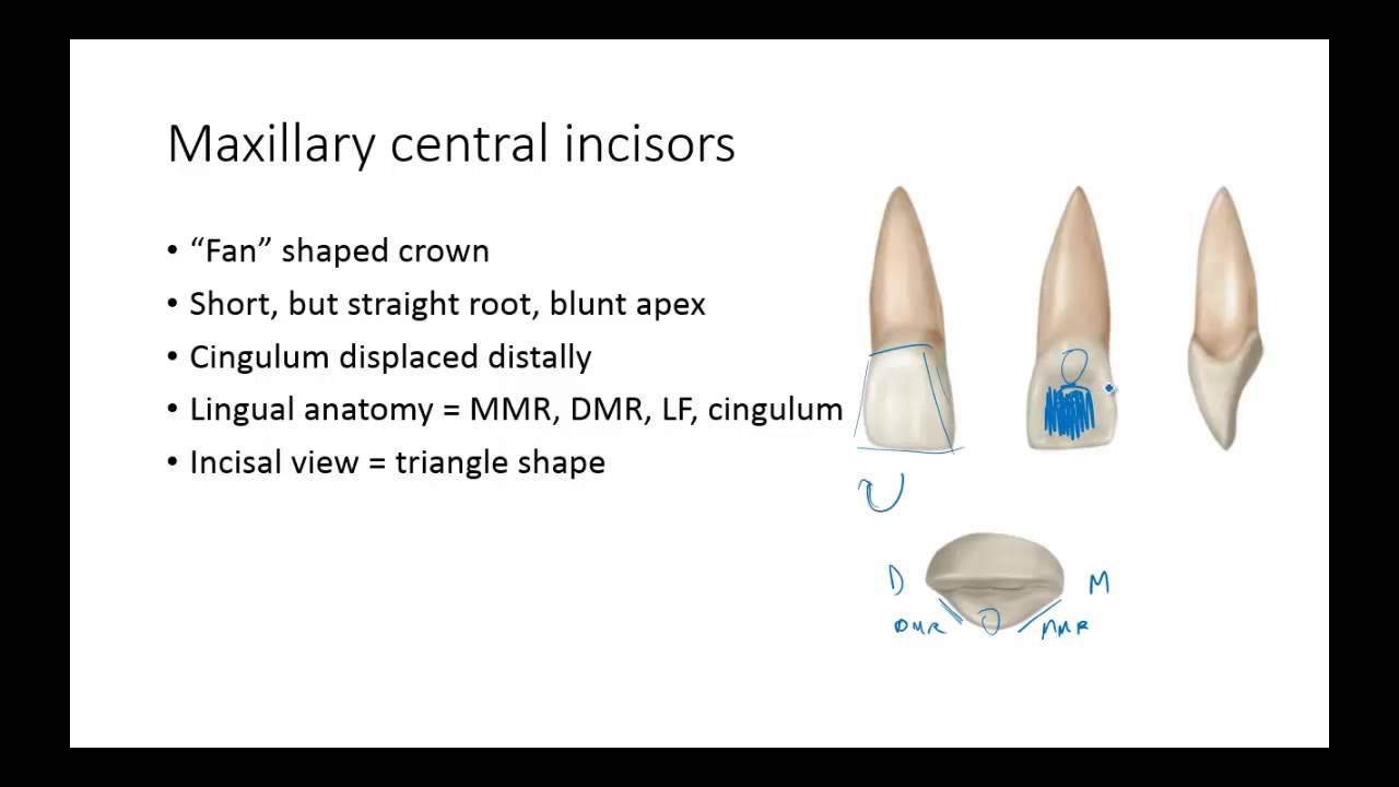 Dental Anatomy: Permanent Anterior Teeth