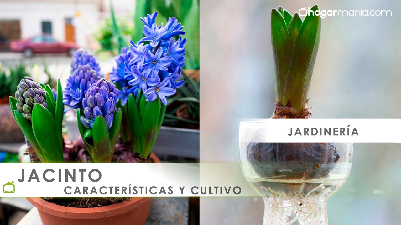 Cómo plantar bulbos de JACINTO ¡Aprende sus características! 🌺 Hogarmania