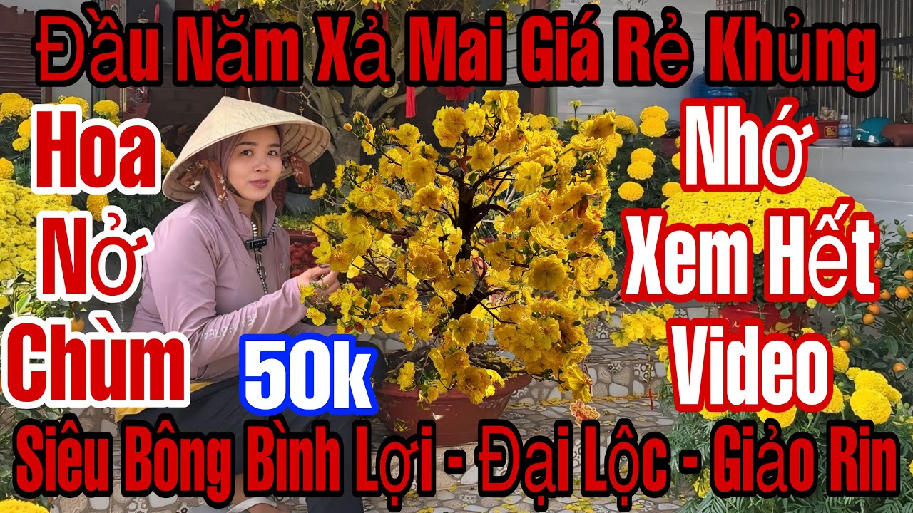 Mùng 5☎️0373398572☎️🌲Mai Vàng Giá Rẻ🌲Siêu Bông Bình Lợi-Đại Lộc - Mai tàng thông Giảo Rin...🌲